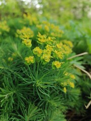 flowers in the garden