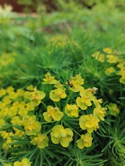 close up of yellow flowers