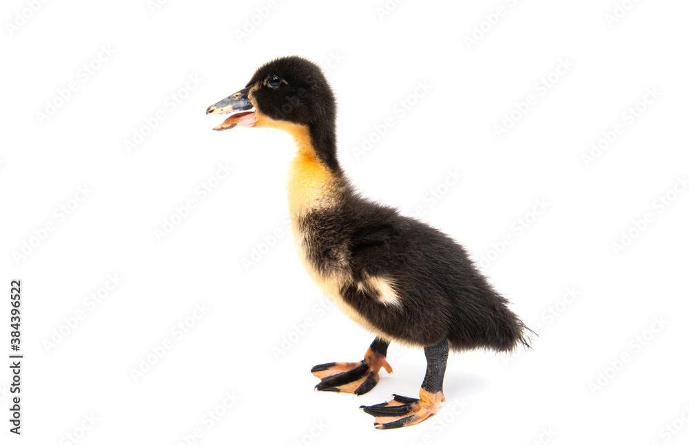 Sticker little goslings isolated