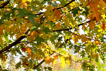 Beautiful young leaves of the maple holly