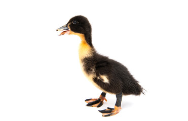 Fototapeta premium little goslings isolated