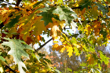 Beautiful young leaves of the maple holly