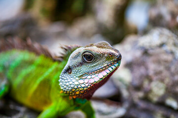 Green Iguana (Iguana Iguana) sitting on on a tree branch in natural habitat, close-up