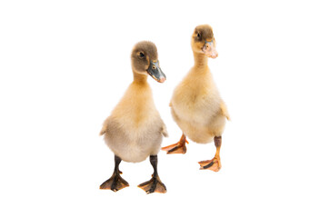 little goslings isolated