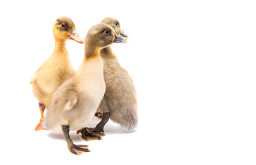 little goslings isolated