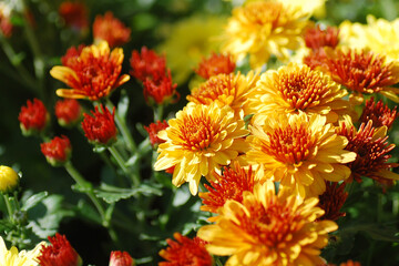 Beautiful Chrysanthemums in the Thailand Garden