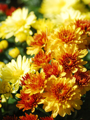 Beautiful Chrysanthemums in the Thailand Garden