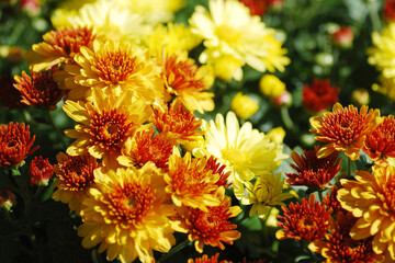 Beautiful Chrysanthemums in the Thailand Garden