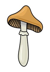 ISOLATED MUSHROOM ON A WHITE BACKGROUND
