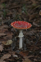 Mushroom season in the forest