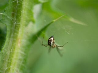 Insect Macro