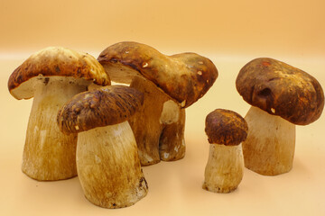 closeup of a group Porcini mushroom edible fungi isolated on a beige background