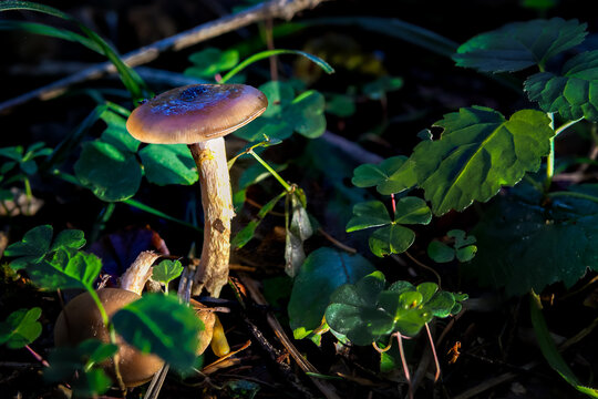 Pluteus roof fungus mushroom in colourful autumn forest