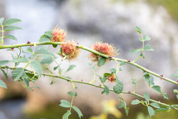 Schlagapfel an einer Rose