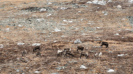 Reindeers in natural environment with autumn colours. Mountains in Lapland.