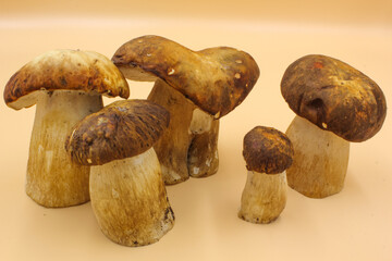 closeup of a group Porcini mushroom edible fungi isolated on a beige background