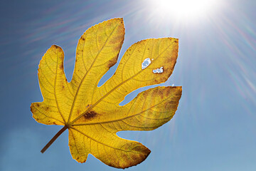 Naklejka na ściany i meble A yellowed fallen fig leaf against a background of blue sky and sun. Autumn season