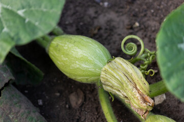 Fresh green squash grows in the garden on a bush.