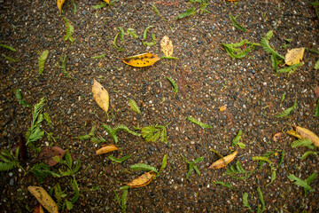 yellow leaves on the ground