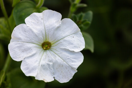 Petunia, or Petunia, is a genus of herbaceous or semi-shrub perennial plants of the Solanaceae family.