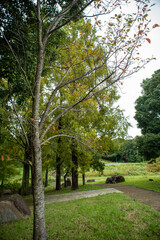 Obraz premium path in the park