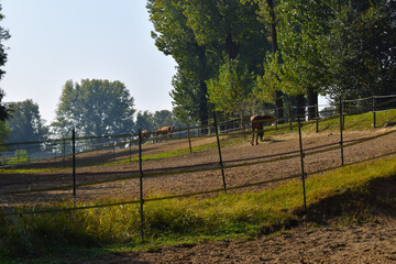 view of a stable with racing horses