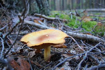 growing mushroom in the forest