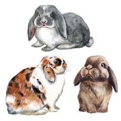Watercolor set with colorful decorative rabbits, farm pet, fluffy cute rabbit, farm, animal