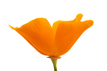 orange poppy isolated