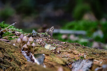Mycena haematopus Great Blood Helmet fungus mushroom in colourful autumn forest