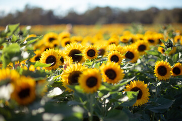 Field of sunflowers - 384399148
