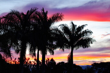 Palm trees on a pretty colorful sunset