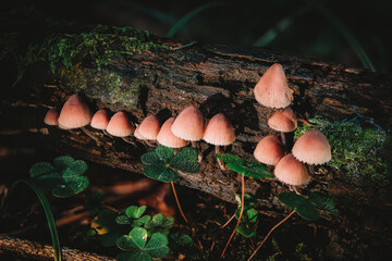 Mycena haematopus Great Blood Helmet fungus mushroom in colourful autumn forest