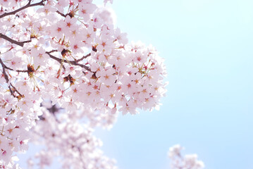 Soft focus Sakura flower on nature background, Cherry Blossom