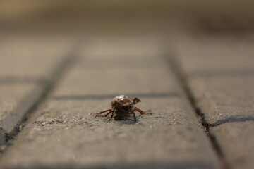 brown beetle on paving stones