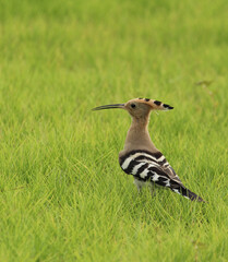 a hoopoe walking on the grass
