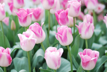 Fototapeta premium Tulip flower with green leaf background in tulip field at winter season