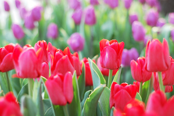 Tulip flower with green leaf background in tulip field at winter season