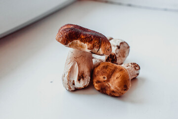 ceps mushrooms on a white background