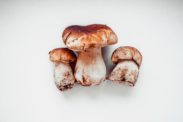 ceps mushrooms on a white background