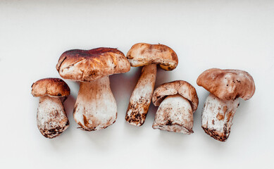 ceps mushrooms on a white background