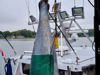 Freshly caught yellowfin Tuna hanging on a scale just caught off Cape Porpoise Maine