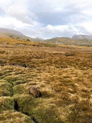 the scene of with wild wombat in Tasmania, Australia