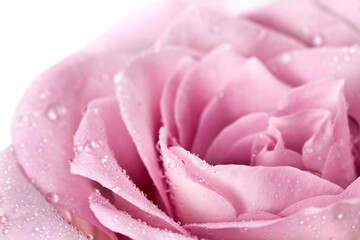 Purple rose flower with drops of water on a white background. Macro photography.