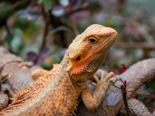 Orange Lizard