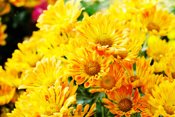 Beautiful Chrysanthemums in the Thailand Garden