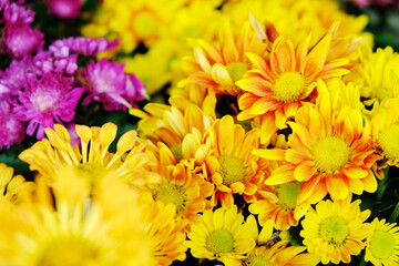 Beautiful Chrysanthemums in the Thailand Garden