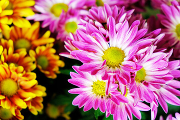 Obraz premium Beautiful Chrysanthemums in the Thailand Garden