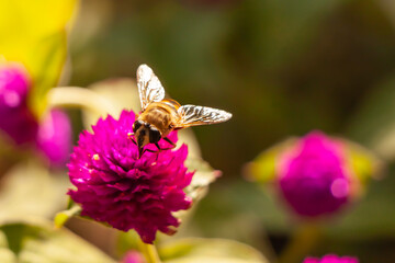 A bee sits on a crimson flower close-up