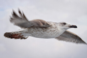 Seagull